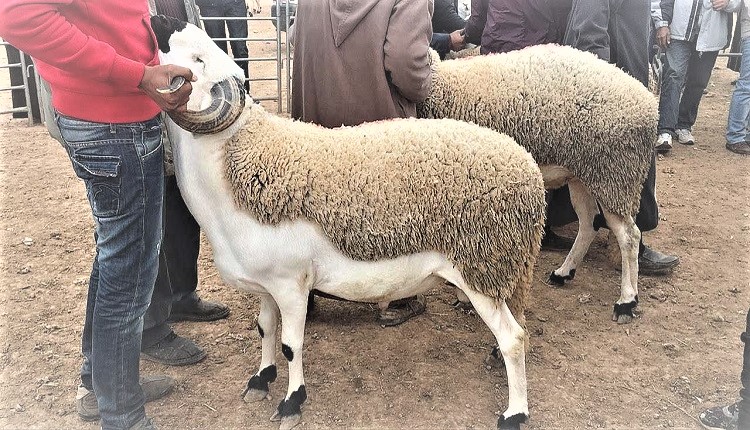 الحكومة تستعد لعيد الأضحى لإجراءات فورية