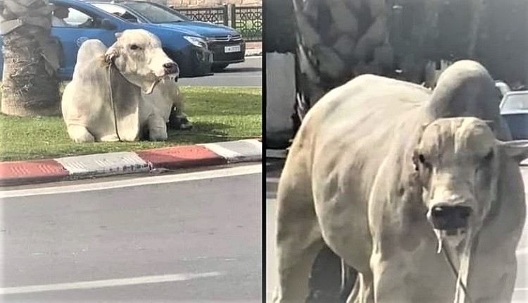 العجول البرازيلية