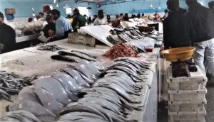 ثمن السردين يتراجع في أسواق المغرب