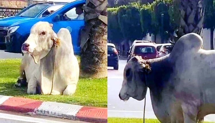 جاموس برازيلي