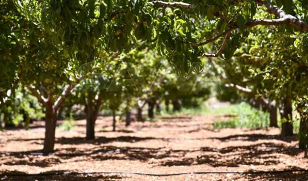 الأشجار المثمرة بالمغرب