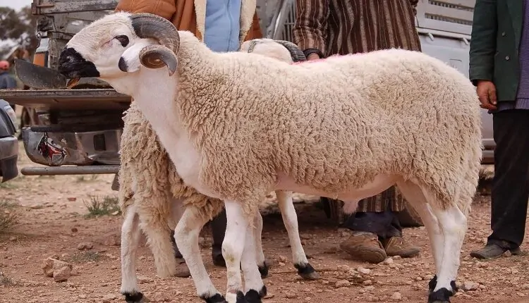 أسعار أضاحي العيد
