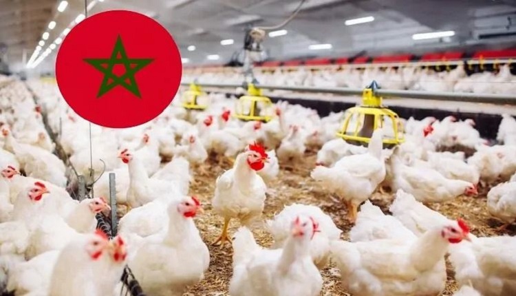 أسعار الدجاج