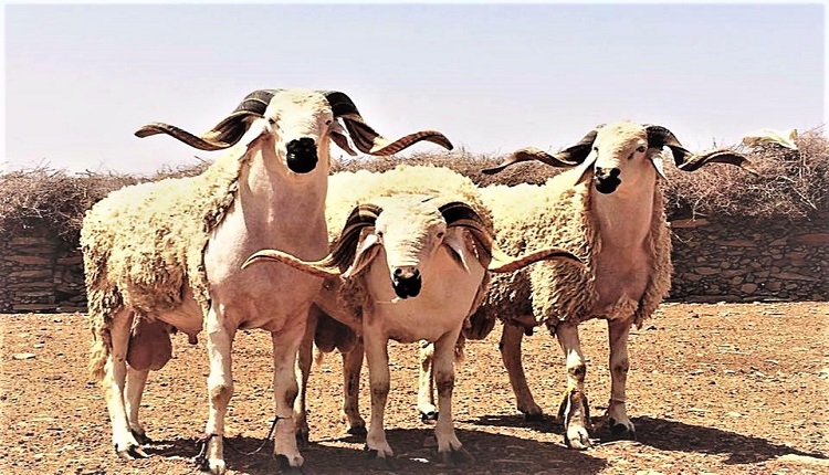أضاحي العيد