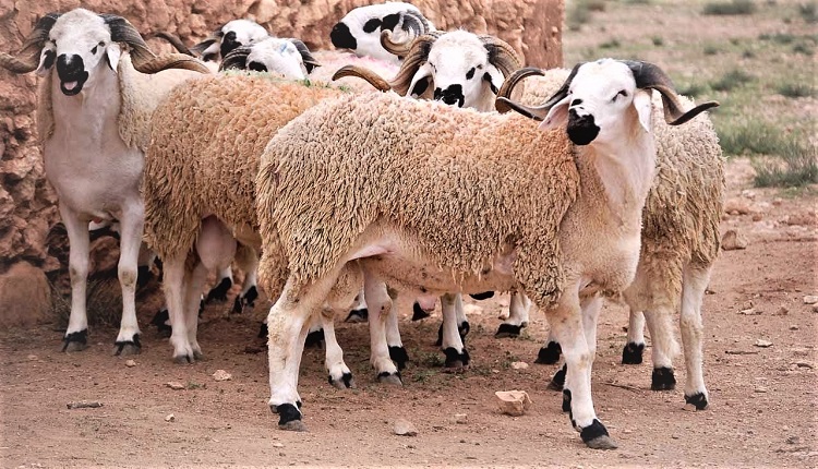 عيد الأضحى بالمغرب