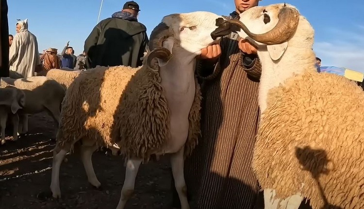 عيد الأضحى بالمغرب