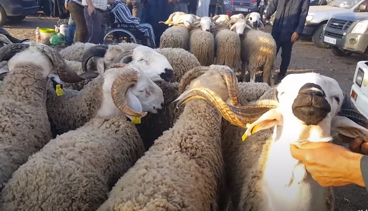 أسعار أضاحي العيد ترتفع من جديد ـ الأثمنة ـ