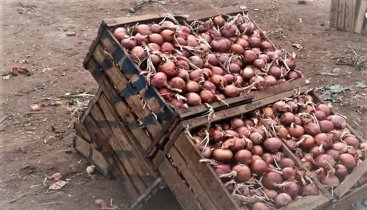 أسعار البصل