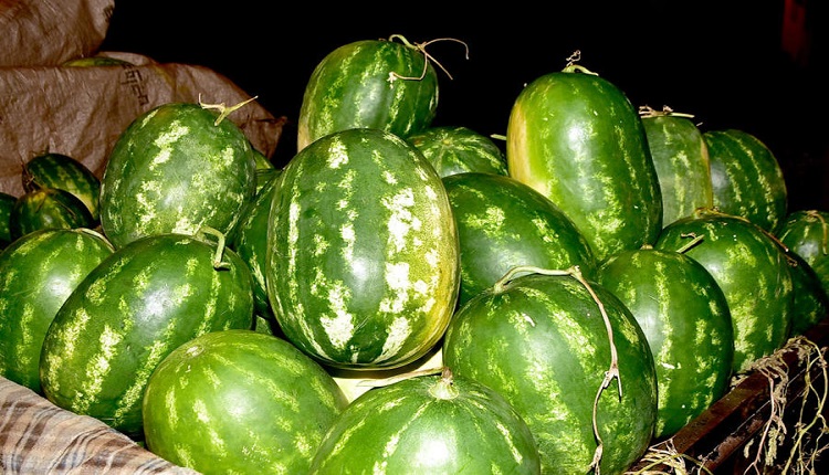 البطيخ الأحمر