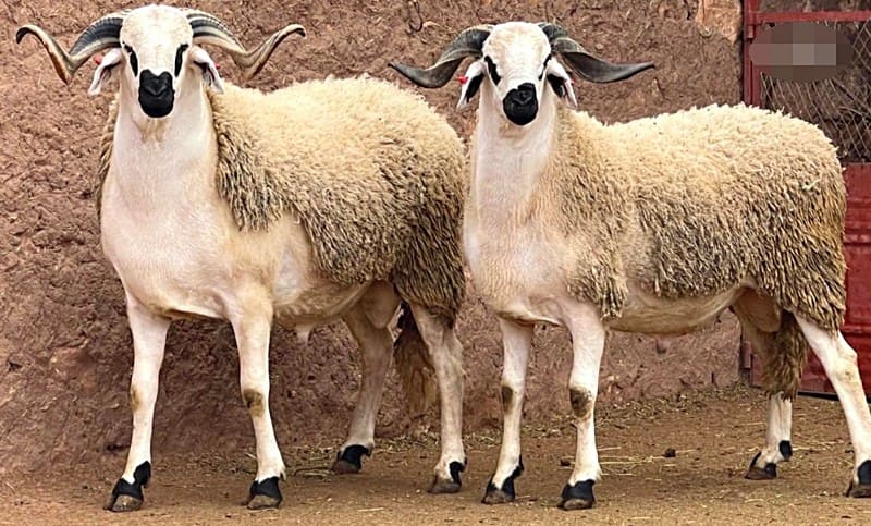 عيد الأضحى