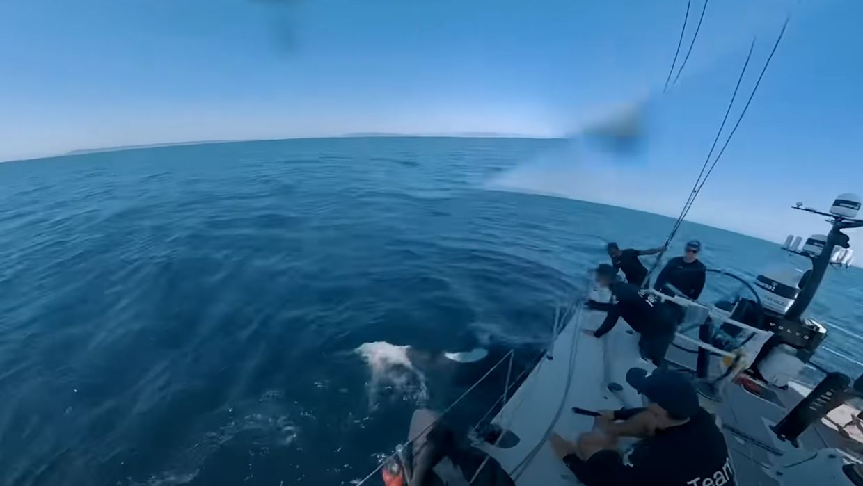 مضيق جبل طارق