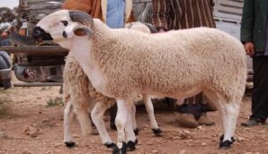 وزارة الأوقاف والشؤون الإسلامية.. عيد الأضحى يوم الخميس