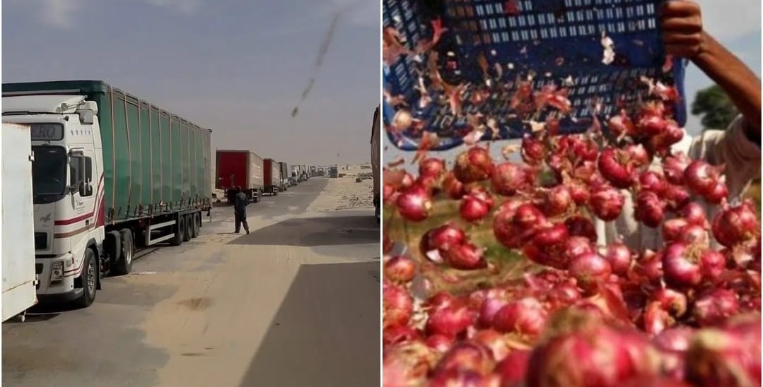 تصدير البصل