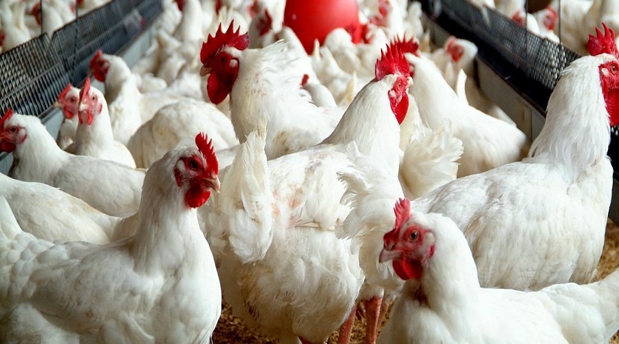 الحكومة تزيد من إجراءات المراقبة الصحية لوحدات تربية الدواجن في المغرب