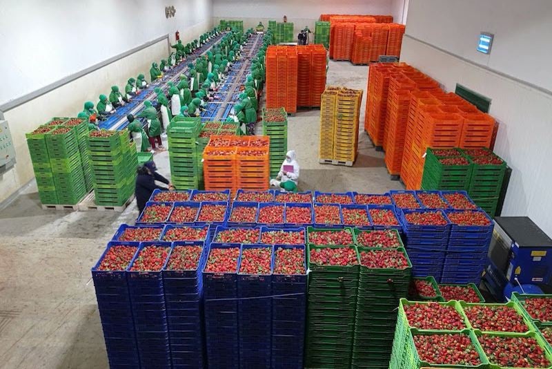 أسباب ارتفاع صادرات الخضر والفواكه المغربية إلى أسواق جديدة