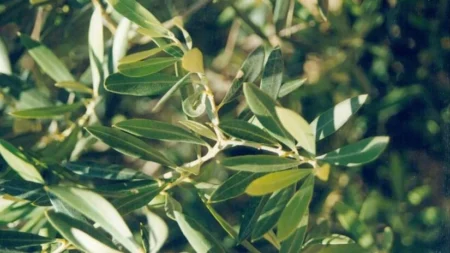 فوائد ورق الزيتون