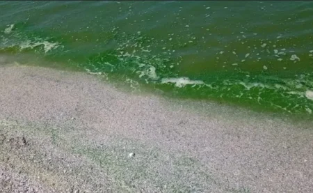 مياه البحر بعدة مناطق في مصر تتلون باللون الأخضر