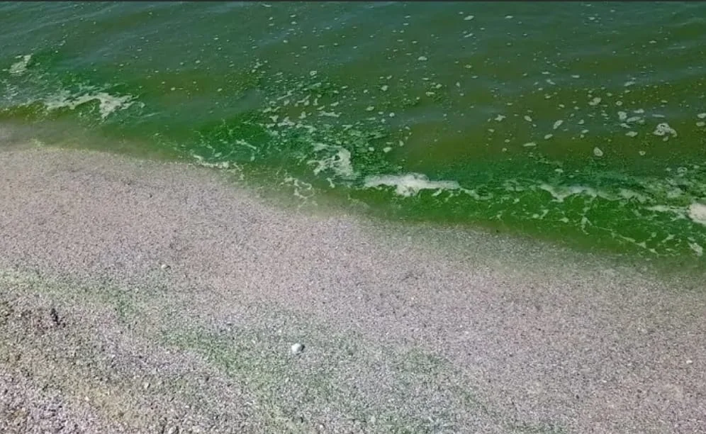 مياه البحر بعدة مناطق في مصر تتلون باللون الأخضر