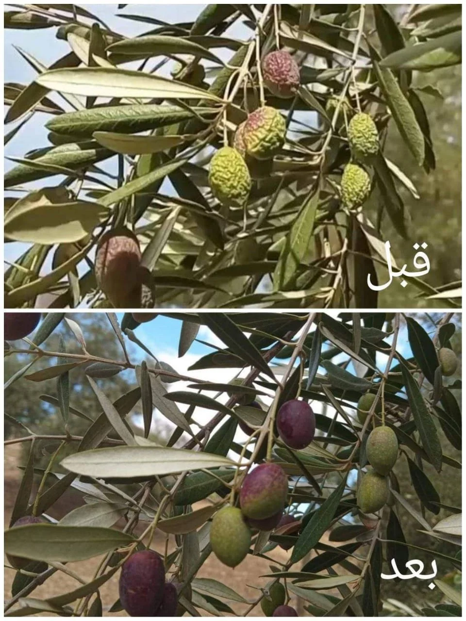 بعد التساقطات الأخيرة