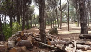 الحكومة تواجه مافيا الغابات بالسجن والغرامة