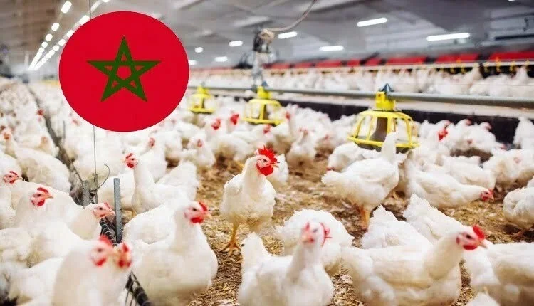 أسعار الدجاج