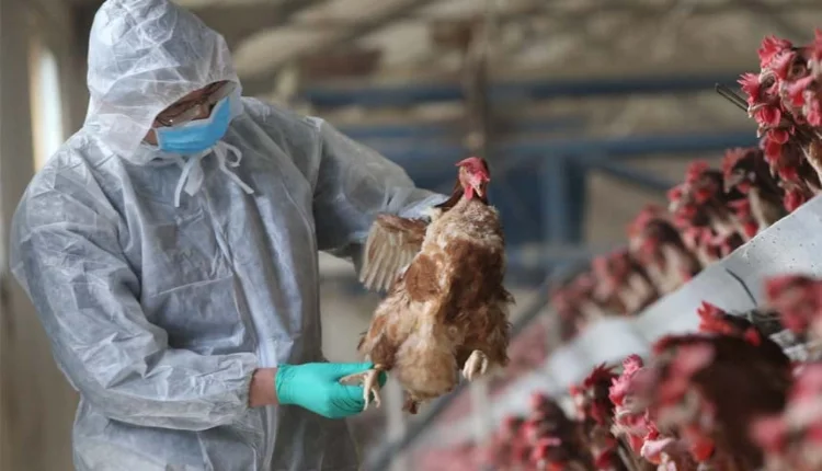 البرازيل تمديد حالة الطوارئ الصحية الحيوانية بسبب أنفلونزا الطيور