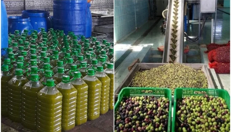 إنتاج زيت الزيتون يرتفع إلى 100 ألف طن بجهة بني ملال خنيفرة