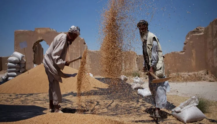 توقعات رسمية بارتفاع الإنفاق العالمي على استيراد المواد الغذائية