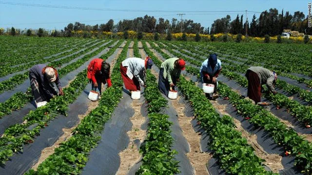 مالاوي ترغب في الاستلهام من التجربة المغربية في مجال الفلاحة