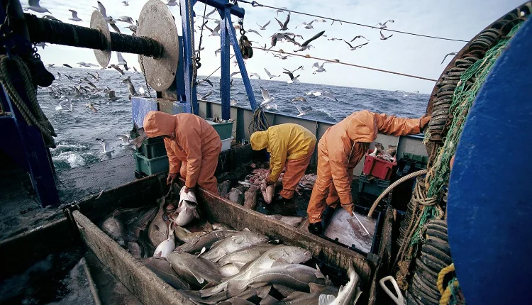 ميناء طنجة.. تراجع مفرغات الصيد البحري بنسبة 17% سنة 2023