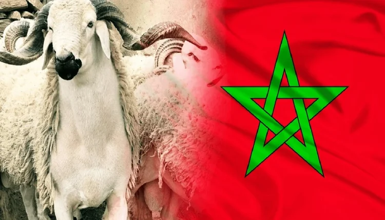 عيد الأضحى.. 3 مؤشرات مقلقة تُنبئ بارتفاع صاروخي لأسعار الأضاحي