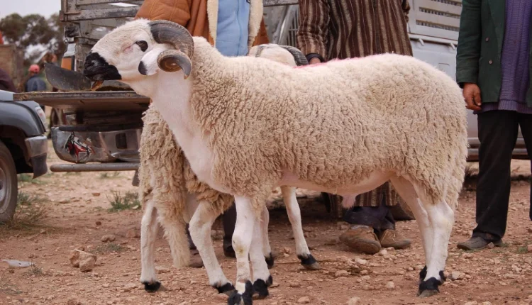 توقع انخفاض أسعار "حولي العيد" ومسؤول يكشف التفاصيل