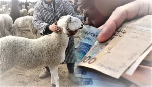 توقعات مقلقة بشأن ارتفاع أسعار أضاحي عيد الأضحى