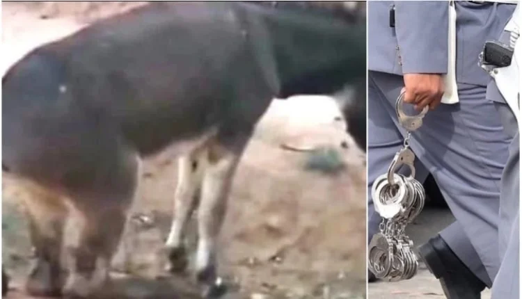 زاكورة.. المحكمة تنتصر للحمار المعتدى عليه
