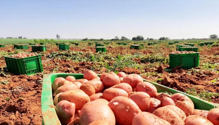 مزارعو البطاطس يهددون بوقف الإنتاج الموسم المقبل