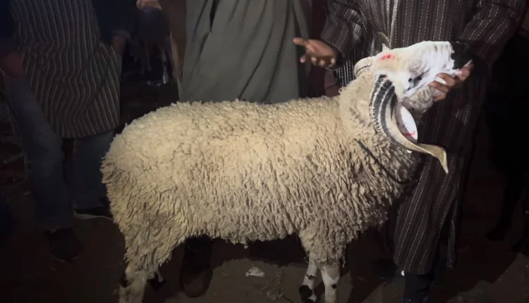 عيد الأضحى.. هذه أسعار "الحولي المحلي والمستورد" للكيلو غرام الواحد