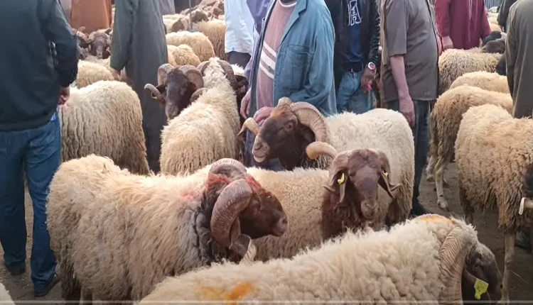 بالفيديو.. أسعار "الحولي" تواصل الارتفاع وتبلغ أرقاما خيالية