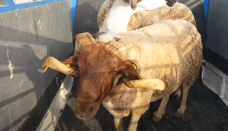 عيد الأضحى.. بلاغ من وزارة الفلاحة بخصوص قطاع المواشي