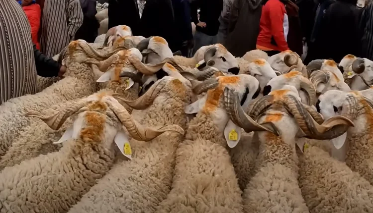 عيد الأضحى.. توضيحات هامة من الحكومة بخصوص "الحولي"