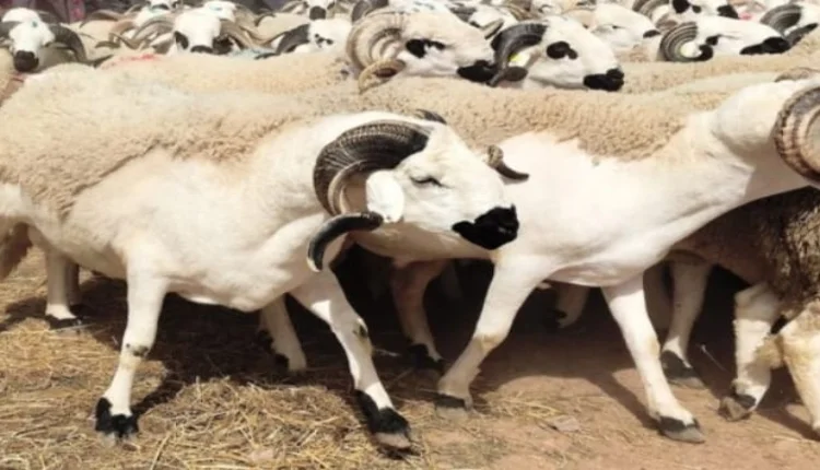 هذا ما يمثله عيد الأضحى من نسبة النفقات السنوية للمغاربة