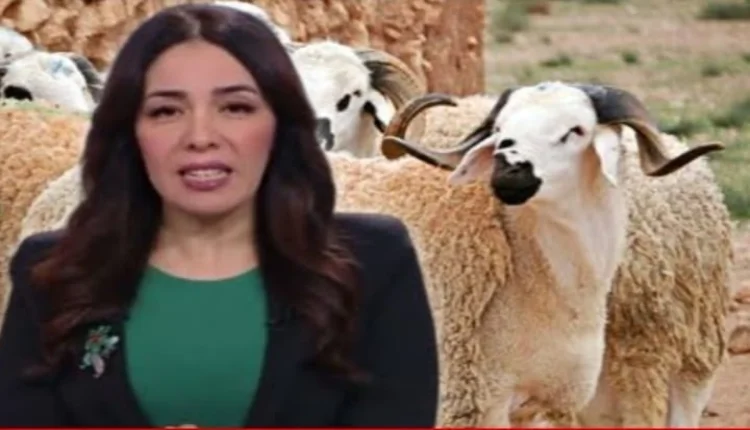 عيد الأضحى.. بلاغ من وزارة الأوقاف والشؤون الإسلامية