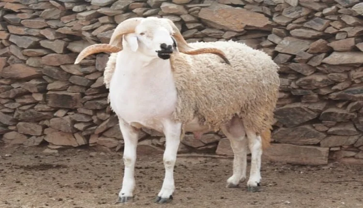 عيد الأضحى.. الأغنياء هم الأكثر عزوفا عن شراء أضحية العيد