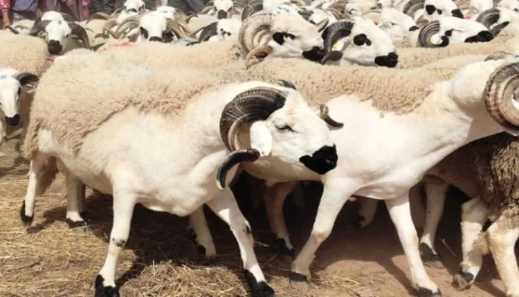 أقسى عيد أضحى قضاه المغاربة!