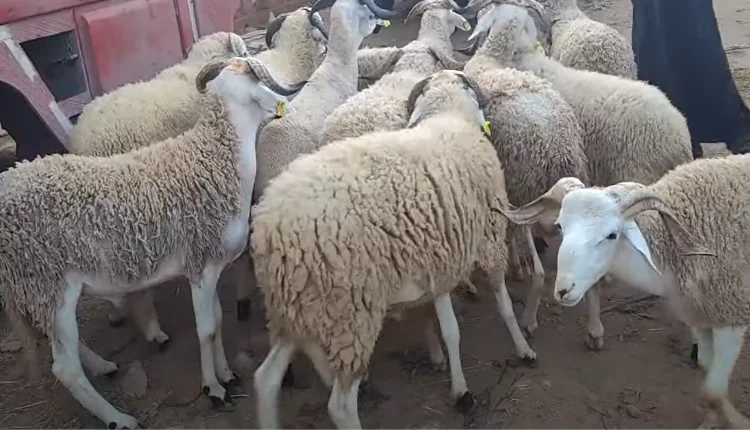 المديرية الجهوية للفلاحة.. العرض وفير والأضاحي في صحة جيدة