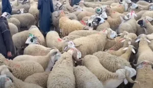 عيد الأضحى.. "الحولي الإسباني" يكسر الأسعار وصردي في القمة