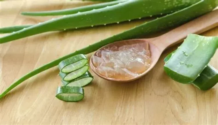 الألوفيرا: صيدلية طبيعية غنية بالفوائد