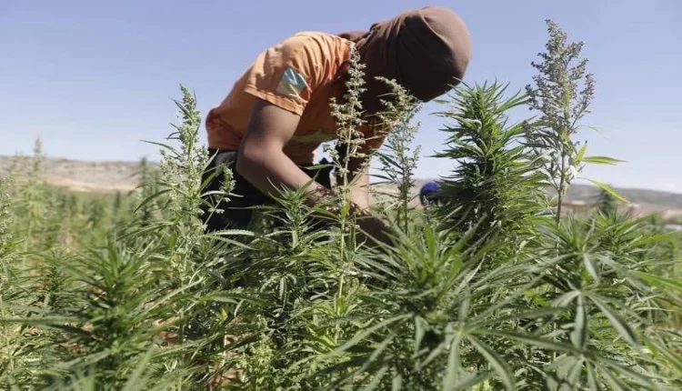 مستفيدون من العفو الملكي : مستعدون للانخراط في الاستراتيجية الجديدة لزراعة القنب الهندي