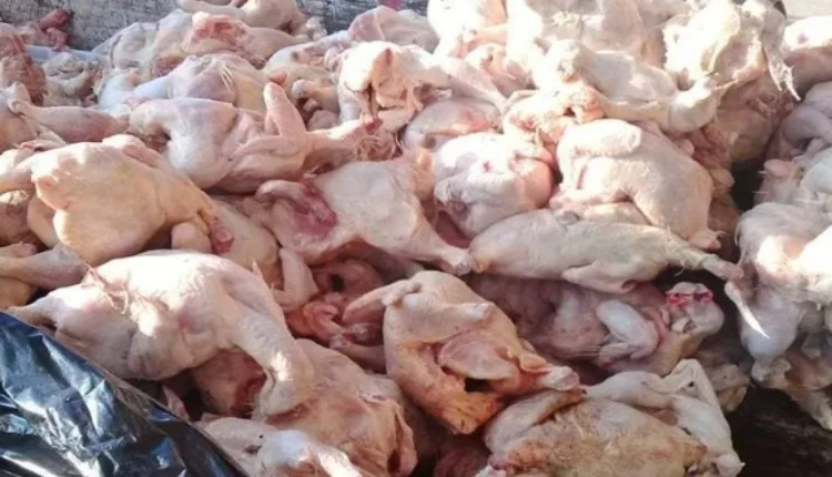 حجز 90 كيلوغرام من الدجاج الفاسد بالحوز