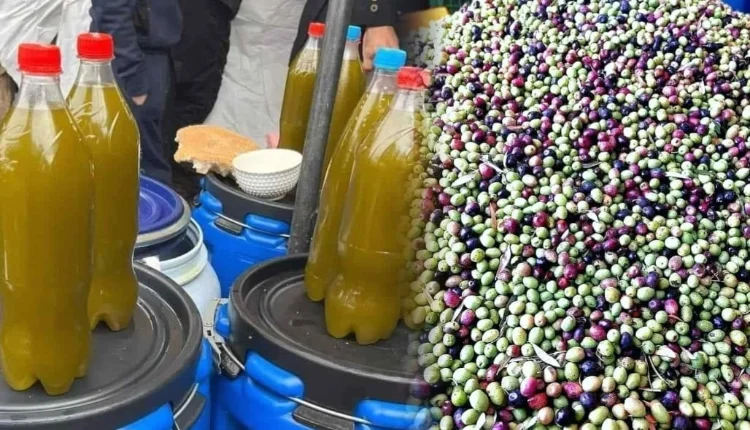 منطقة انخفض فيها سعر الزيتون إلى 7 درهم