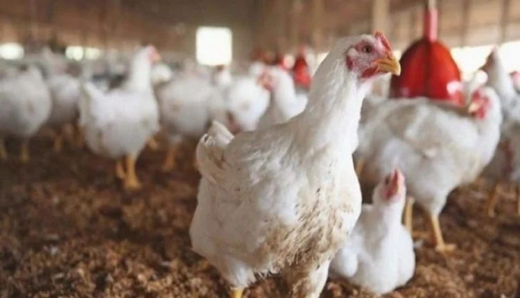 أسعار الدواجن.. مطالب بالتحقيق